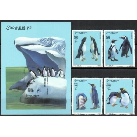 Somalia 2001 - Pinguini, serie si colita neuzata Somalia 2001 - Pinguini, serie si colita neuzata
