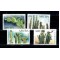 Aruba 1999 - Cactusi, flora locala, serie neuzata