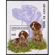 Guinea 1996 - Caini, colita neuzata