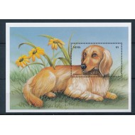 Nevis 2000 - Caini, colita neuzata