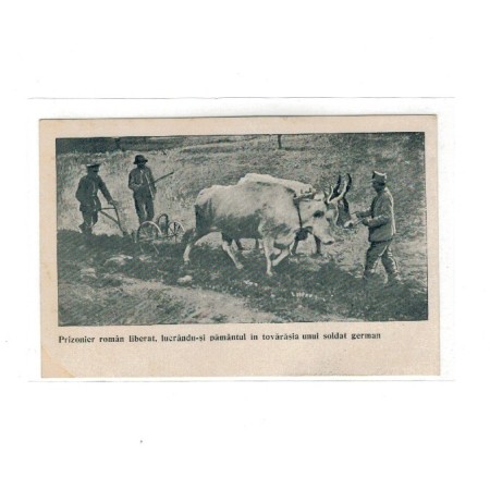 1917/1918 - Carte postala militara, prizonier roman liberat, lucrandu-si pamantul 1917/1918 - Carte postala militara, prizonier roman liberat, lucrandu-si pamantul