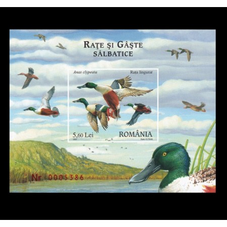 2007 - Rate si gâște sălbatice, colita neuzata