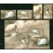 Moldova 2003 - Fauna, păsări, serie si bloc neuzat