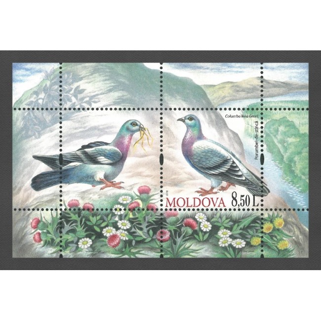Moldova 2010 - Păsări, porumbei, colita neuzata