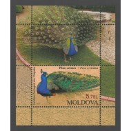 Moldova 2013 - Păsări, păun, colita neuzata