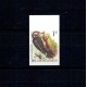 Belgia 1990 - Păsări, ciocănitoarea, nedantelata, nestampilata